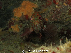 I've got my eye on you! by David Gilchrist 